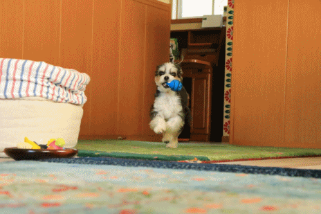 c0145250_10204980.gif