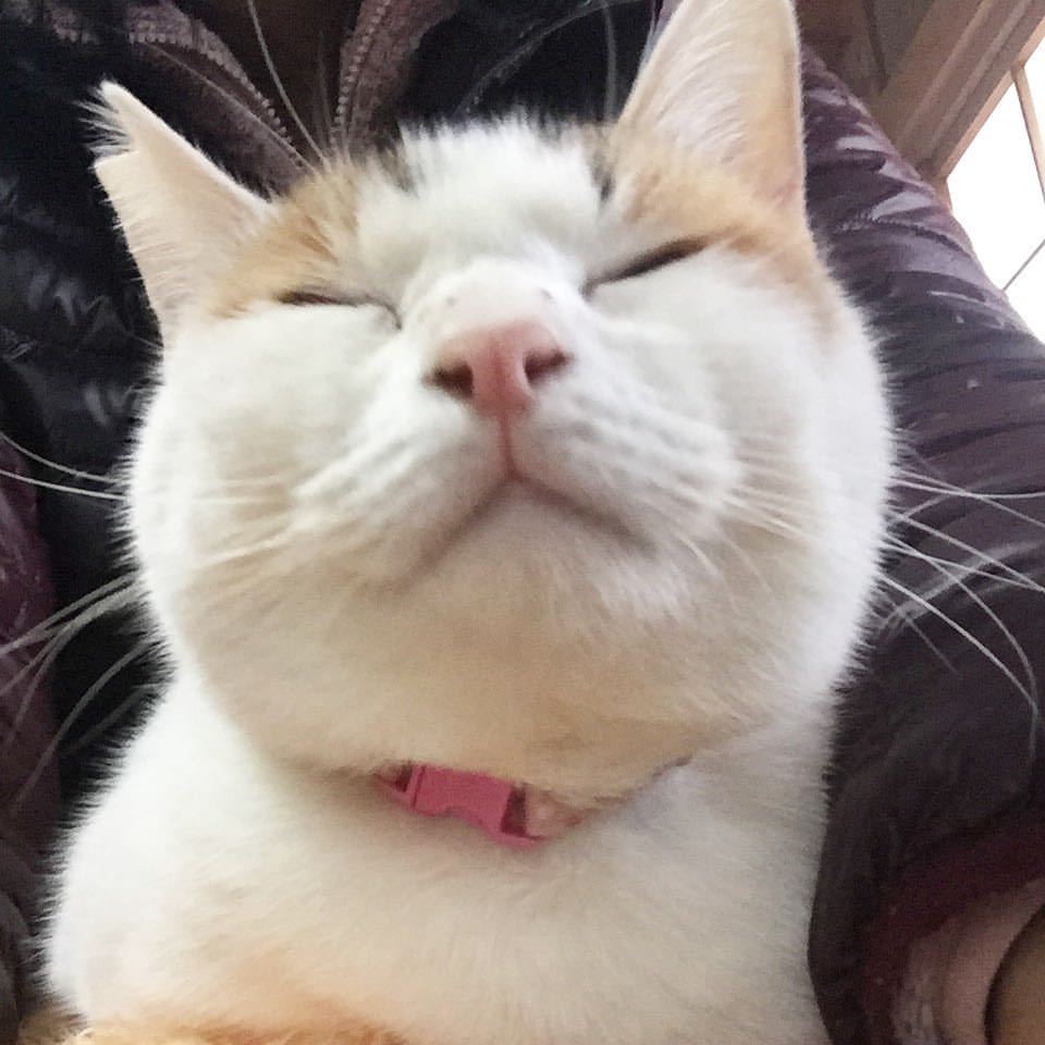 「さくらねこクッキー」を紹介していただきました♪_a0246661_18264108.jpg