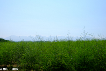 d0340565_20012108.jpg