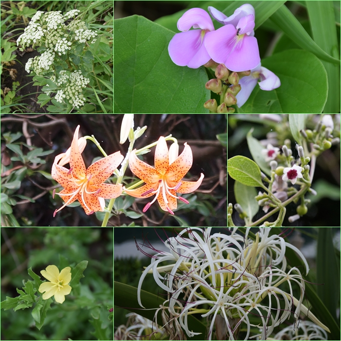 梅雨明ける・・・災害にも負けず暑さにも負けずに花鑑賞。_f0016066_20234926.jpg