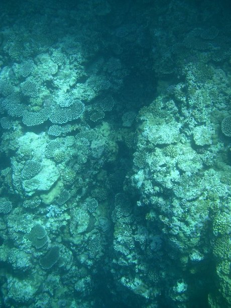 2009/7/12-16八重山久しぶり:鳩間島、浜島、新城島(上地島)、バラス島、石垣島_b0116271_22292596.jpg