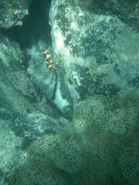 2009/7/12-16八重山久しぶり:鳩間島、浜島、新城島(上地島)、バラス島、石垣島_b0116271_23061794.jpg