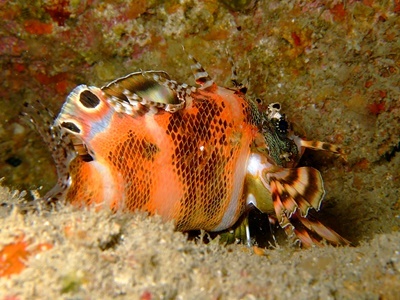 「久々の生物にいろいろ会えた！」_b0033573_20134532.jpg