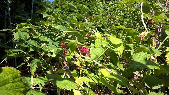 f0359879_10363879.jpg