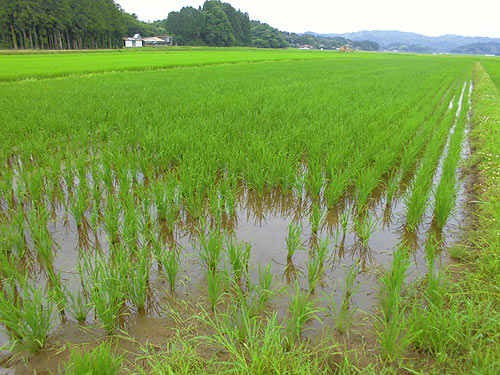 7月13日の田んぼ(目黒角田絆交流田) _d0247484_150384.jpg