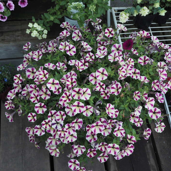 ペチュニア系の寄せ植え_a0292194_20175841.jpg