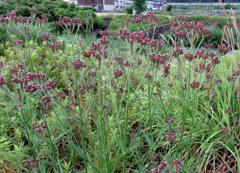 アレチハナガサ 荒地花笠 椿壽菴だより
