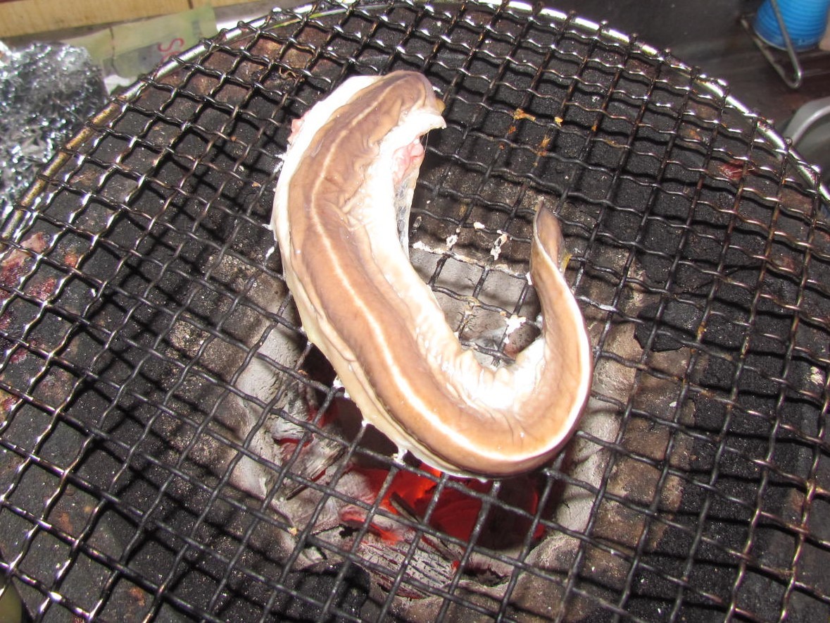 ウナギに並ぶ ヌタウナギ 漁 猟師 直売有 の主人と島で田舎暮らし