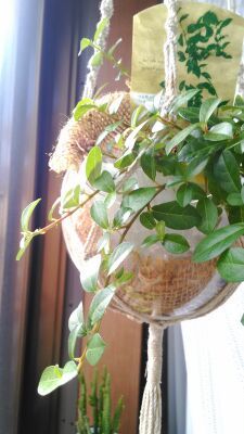 ペペロミアの花穂 凛ing ペペロミアの花穂 凛ing