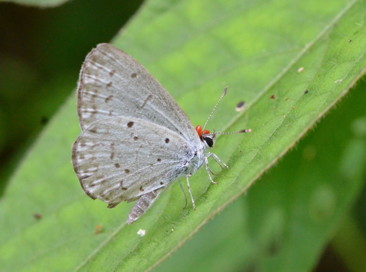 天敵 タカラダニに寄生されたルリシジミ 堺のチョウ