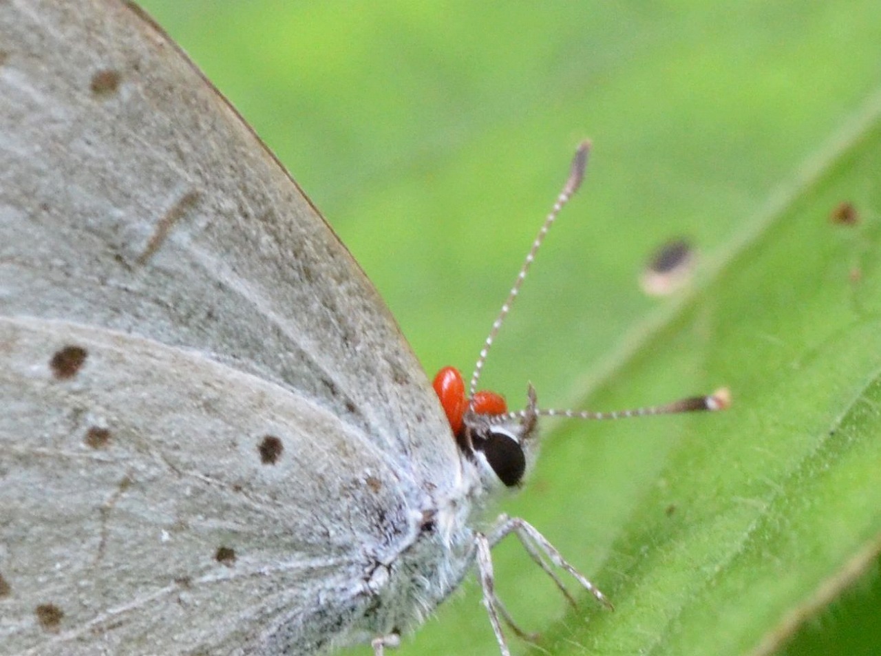 天敵 タカラダニに寄生されたルリシジミ 堺のチョウ