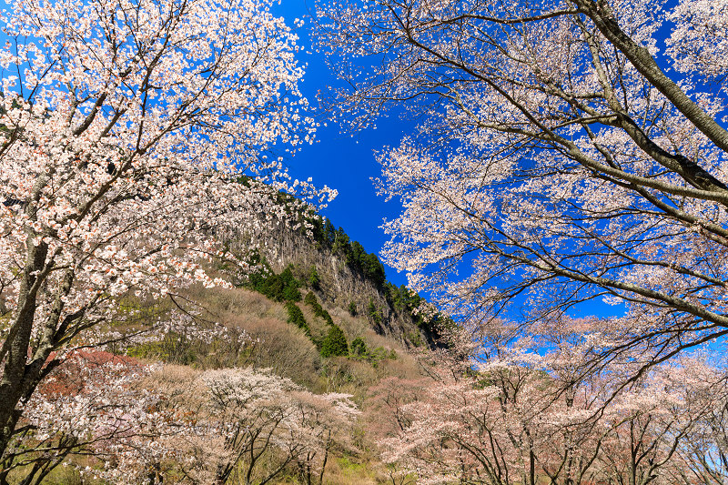 奈良の桜2017 屏風岩公苑の春爛漫 : 花景色－K.W.C. PhotoBlog