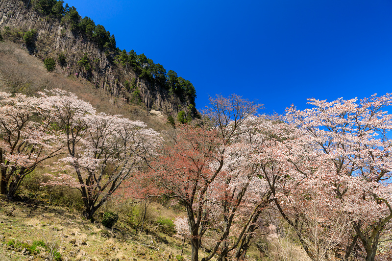レア 岩国基地 2017 桜 SAKURA 6d6f7c146b0b934d23026f5569332c