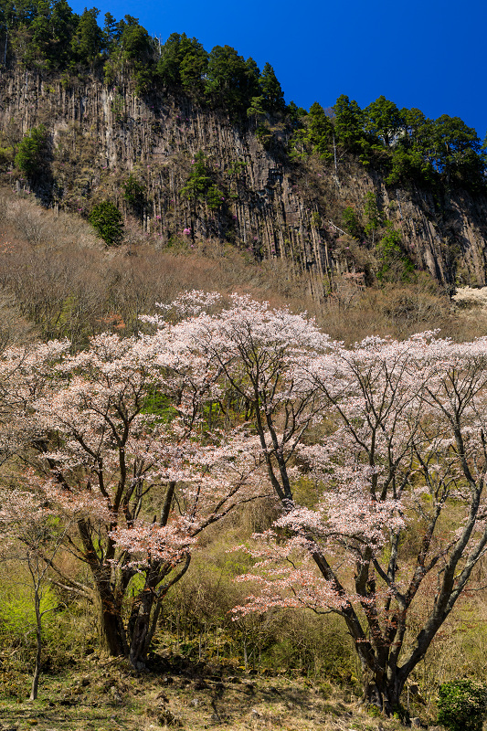 奈良の桜2017 屏風岩公苑の春爛漫_f0155048_14345224.jpg