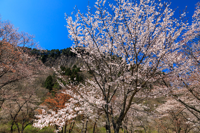 奈良の桜2017 屏風岩公苑の春爛漫_f0155048_14351170.jpg