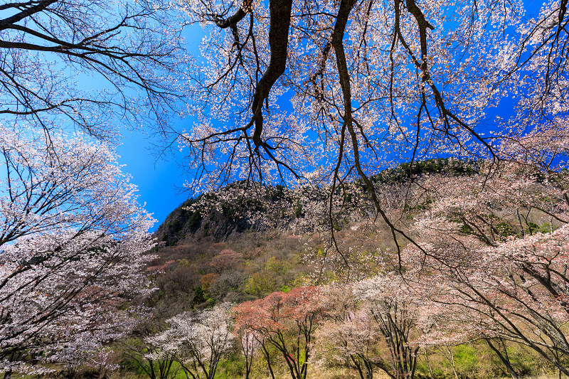奈良の桜2017 屏風岩公苑の春爛漫 : 花景色－K.W.C. PhotoBlog