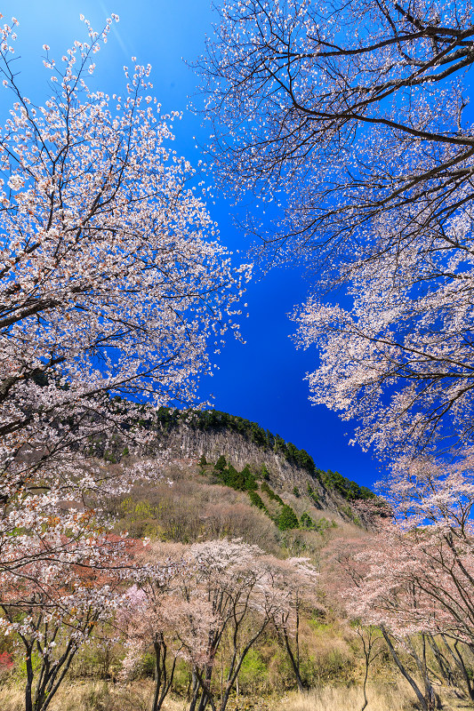 レア 岩国基地 2017 桜 SAKURA ロケット桜 / Rocket Sakura | 肝付町