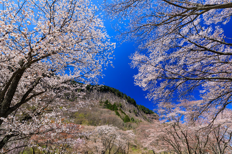 奈良の桜2017 屏風岩公苑の春爛漫_f0155048_1436855.jpg