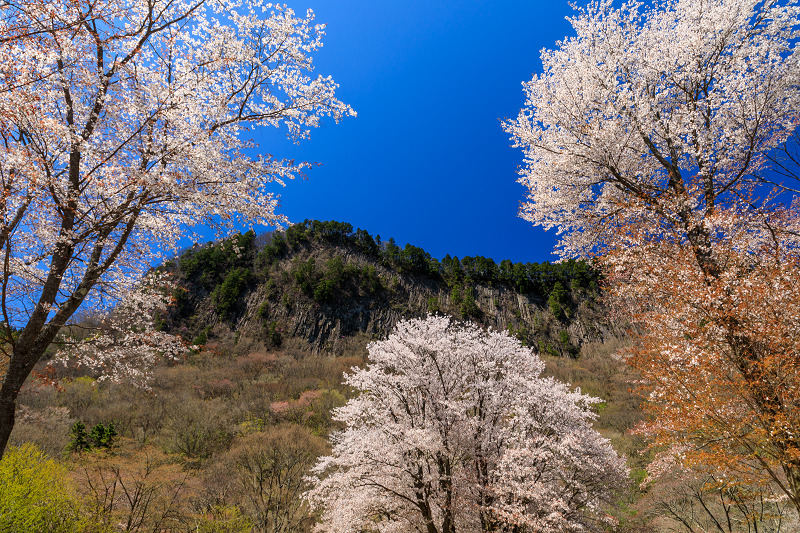 奈良の桜2017 屏風岩公苑の春爛漫_f0155048_1439415.jpg