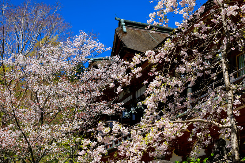 奈良の桜2017 談山神社の春_f0155048_805388.jpg