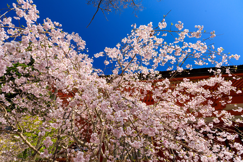 奈良の桜2017 談山神社の春_f0155048_821893.jpg