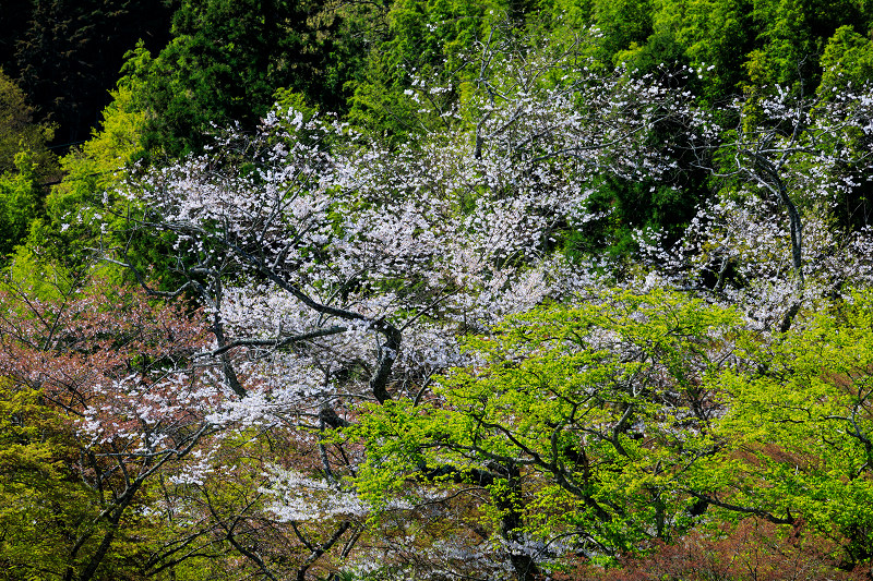 奈良の桜2017 談山神社の春_f0155048_823652.jpg