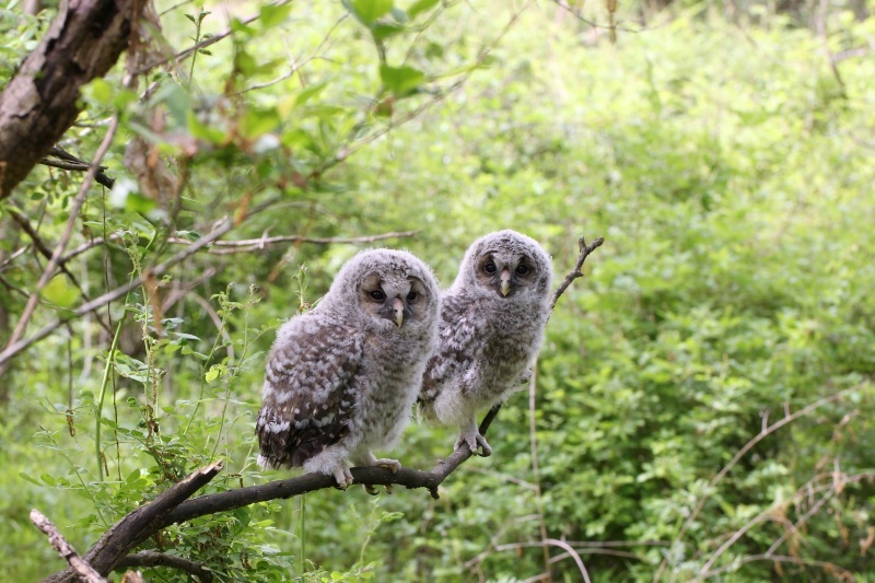 フクロウ幼鳥の2羽並び_f0366449_19020591.jpg