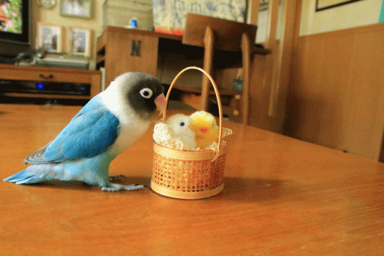 c0145250_10350831.gif