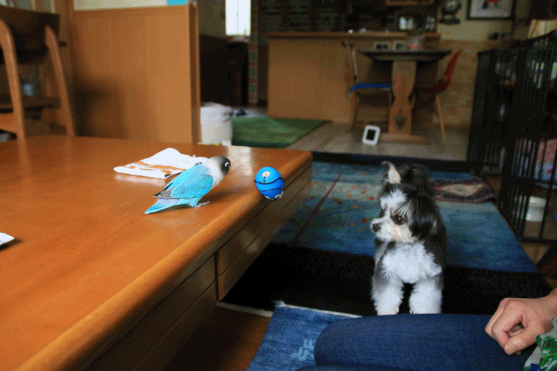 c0145250_10495649.gif
