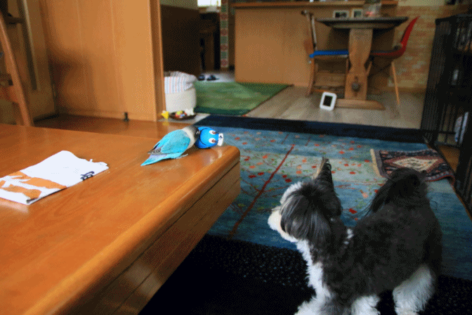 c0145250_10535673.gif