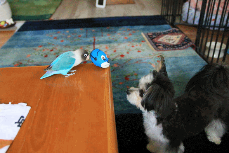 c0145250_10552622.gif