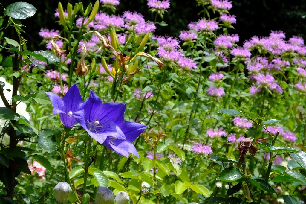 花壇の花、シモツケなど_b0236251_11301053.jpg