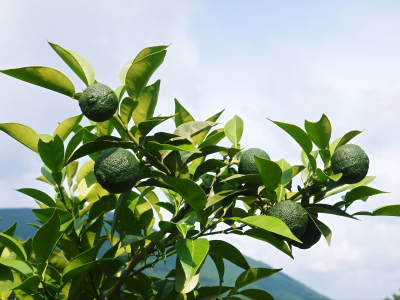 香り高き柚子（ゆず）　着果後の成長の様子と、絶品「柚子こしょう」を作る「青柚子」の販売時期について（前編）_a0254656_17133950.jpg