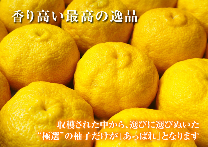 香り高き柚子（ゆず）　着果後の成長の様子と、絶品「柚子こしょう」を作る「青柚子」の販売時期について（前編）_a0254656_18214456.jpg