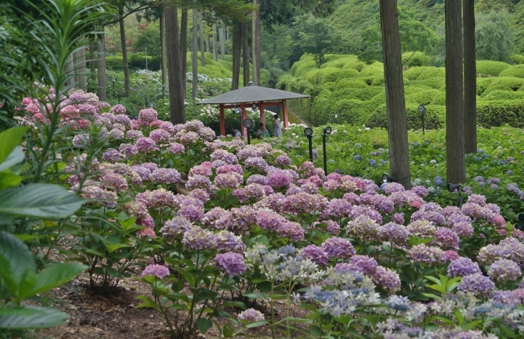三室戸寺の最終番の紫陽花_b0063958_07351003.jpg