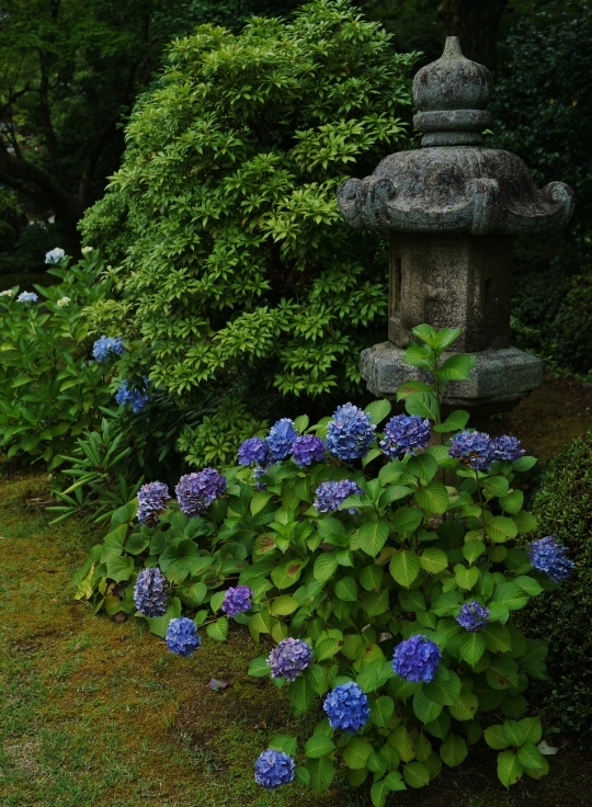 三室戸寺の最終番の紫陽花_b0063958_07354848.jpg