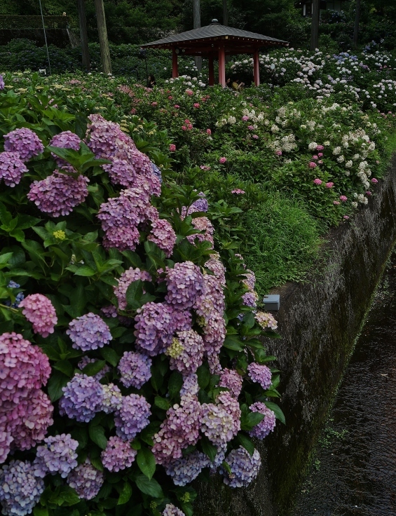 三室戸寺の最終番の紫陽花_b0063958_07370771.jpg