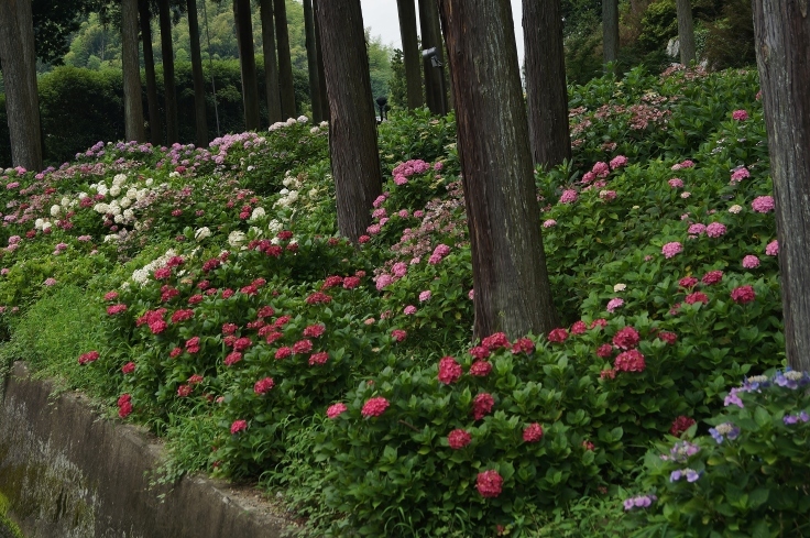 三室戸寺の最終番の紫陽花_b0063958_07373832.jpg