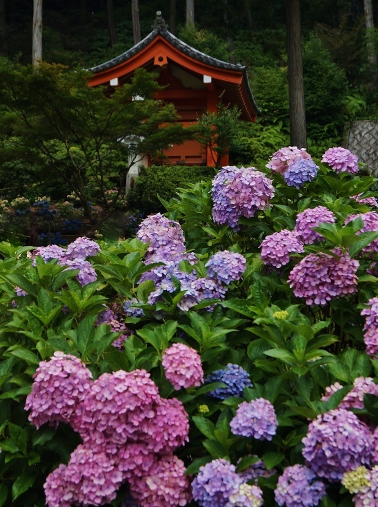 三室戸寺の最終番の紫陽花_b0063958_07380941.jpg