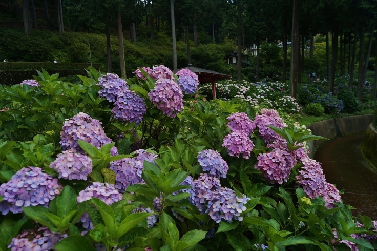三室戸寺の最終番の紫陽花_b0063958_07384101.jpg