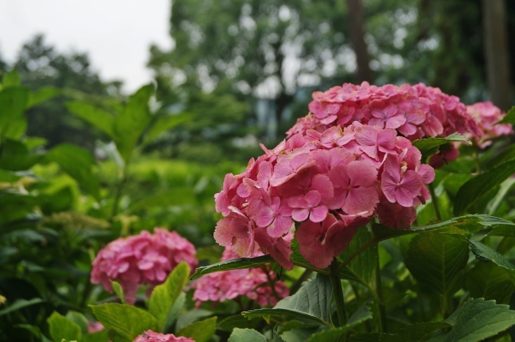三室戸寺の最終番の紫陽花_b0063958_07391117.jpg