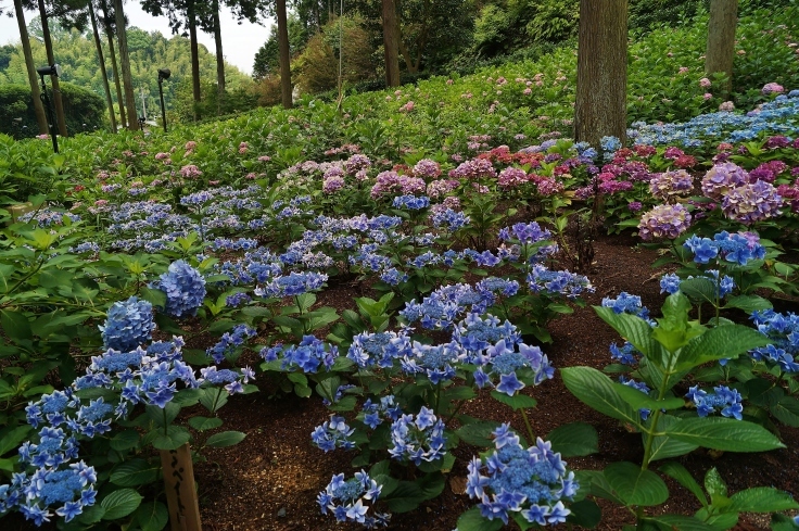 三室戸寺の最終番の紫陽花_b0063958_07395504.jpg