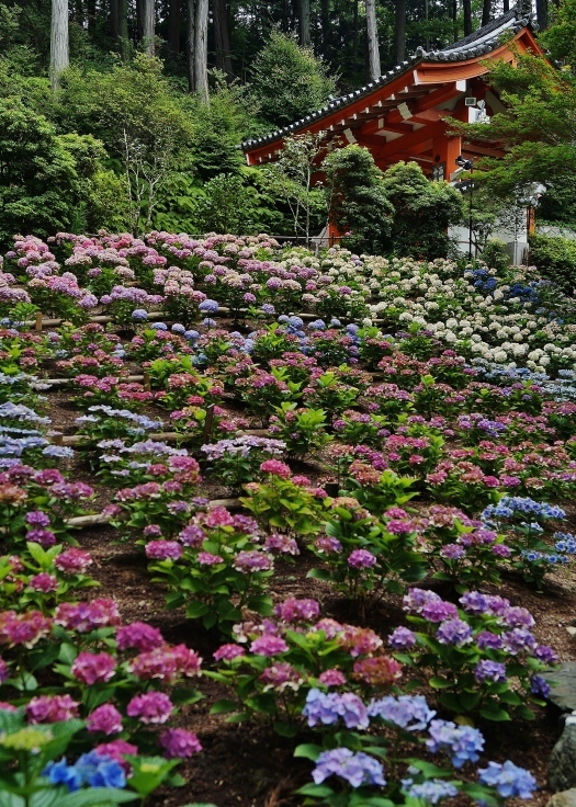三室戸寺の最終番の紫陽花_b0063958_07403332.jpg