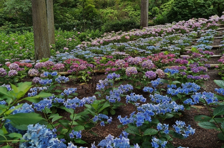三室戸寺の最終番の紫陽花_b0063958_07411340.jpg