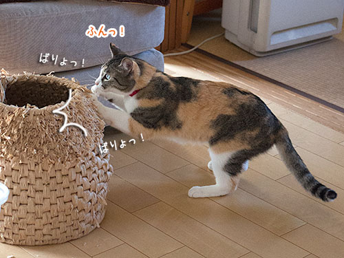 ほぼ復活か…?_a0119470_7242398.jpg