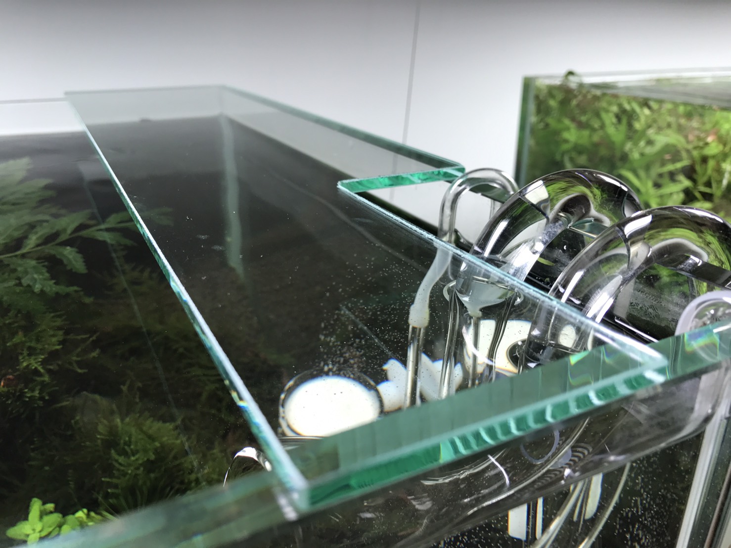 Mizukusa Kobo Fin Blog 水草工房fin Mizukusa Kobo Fin Blog 水草工房fin