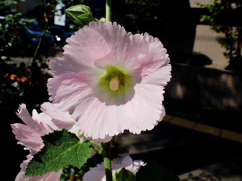 c0183777_17223442.jpg