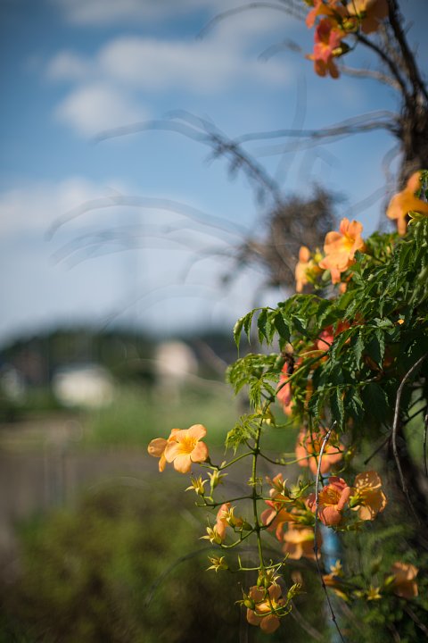 涼しさ皆無、とっても暑苦しい真夏の花_d0353489_22284687.jpg