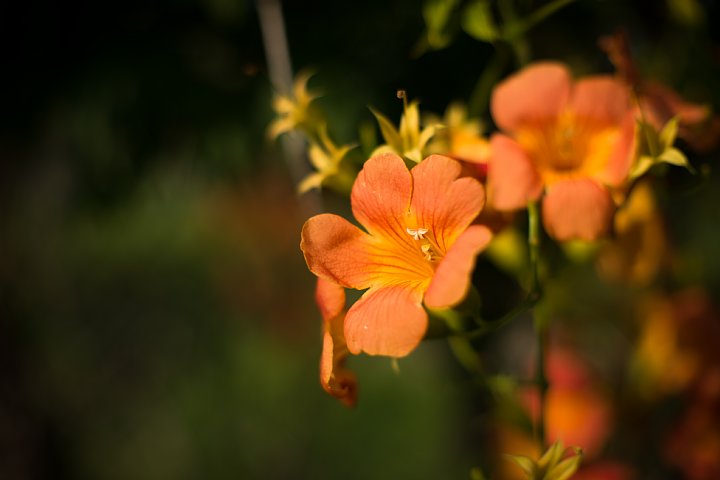 涼しさ皆無、とっても暑苦しい真夏の花_d0353489_23103284.jpg