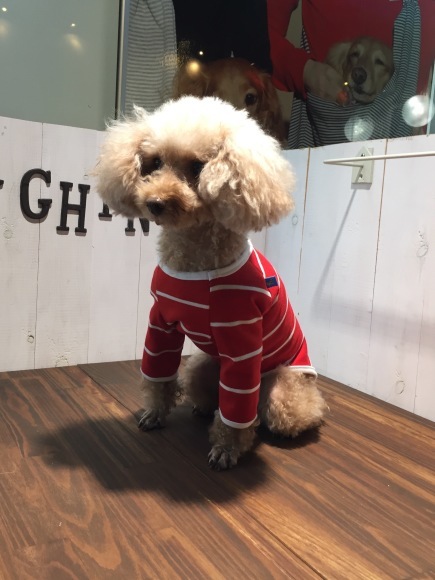 愛犬の洋服がつくれる2つの講座がスタートします ラフィンドッグの犬服教室 編物教室 ヴォーグ学園東京校ブログ 愛犬の洋服がつくれる2つの講座がスタートします ラフィンドッグの犬服教室 編物教室 ヴォーグ学園東京校ブログ